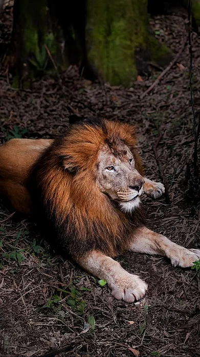 aneesh_achuthan/instagram : A majestic lion in Bannerghatta National Park