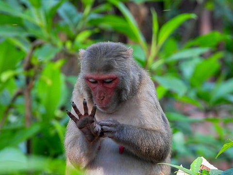Wild Mahseer is a lush botanical park teeming with birds, monkeys, and bamboo plantations