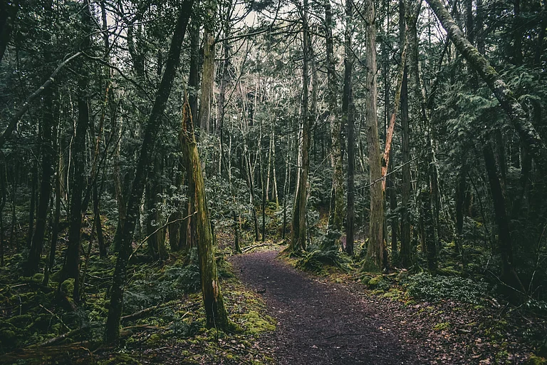 Aokigahara Ohashi Bridge, Fujikawaguchiko, Yamanashi, Japan - Jake Weirick/Unsplash