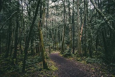 Jake Weirick/Unsplash : Aokigahara Ohashi Bridge, Fujikawaguchiko, Yamanashi, Japan