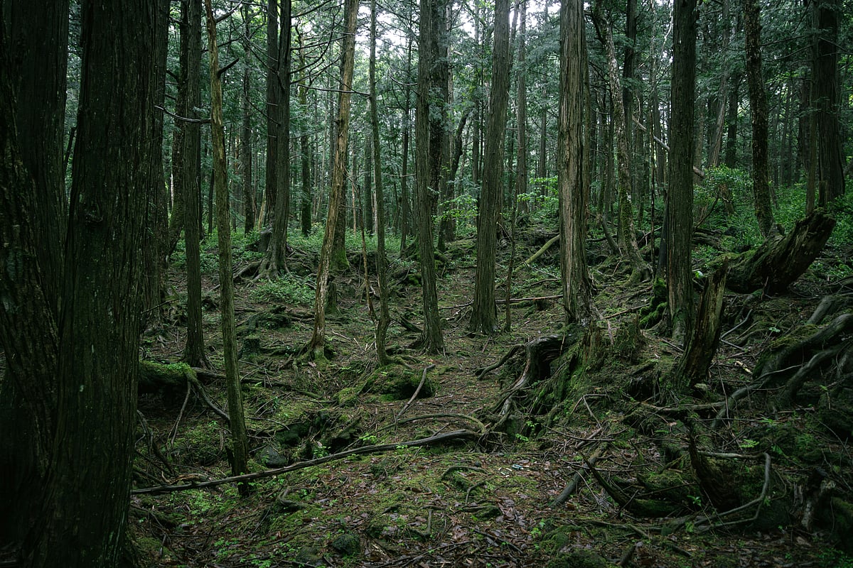 Aokigahara, Narusawa, Fujikawaguchiko, Yamanashi, Japan