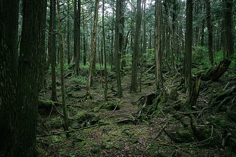 Aokigahara, Narusawa, Fujikawaguchiko, Yamanashi, Japan