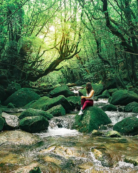 A rainforest in Yakushima, Japan