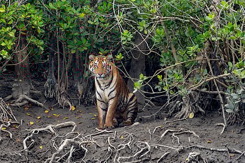 A majestic Bengal tiger prowls the mangroves of the Sundarbans