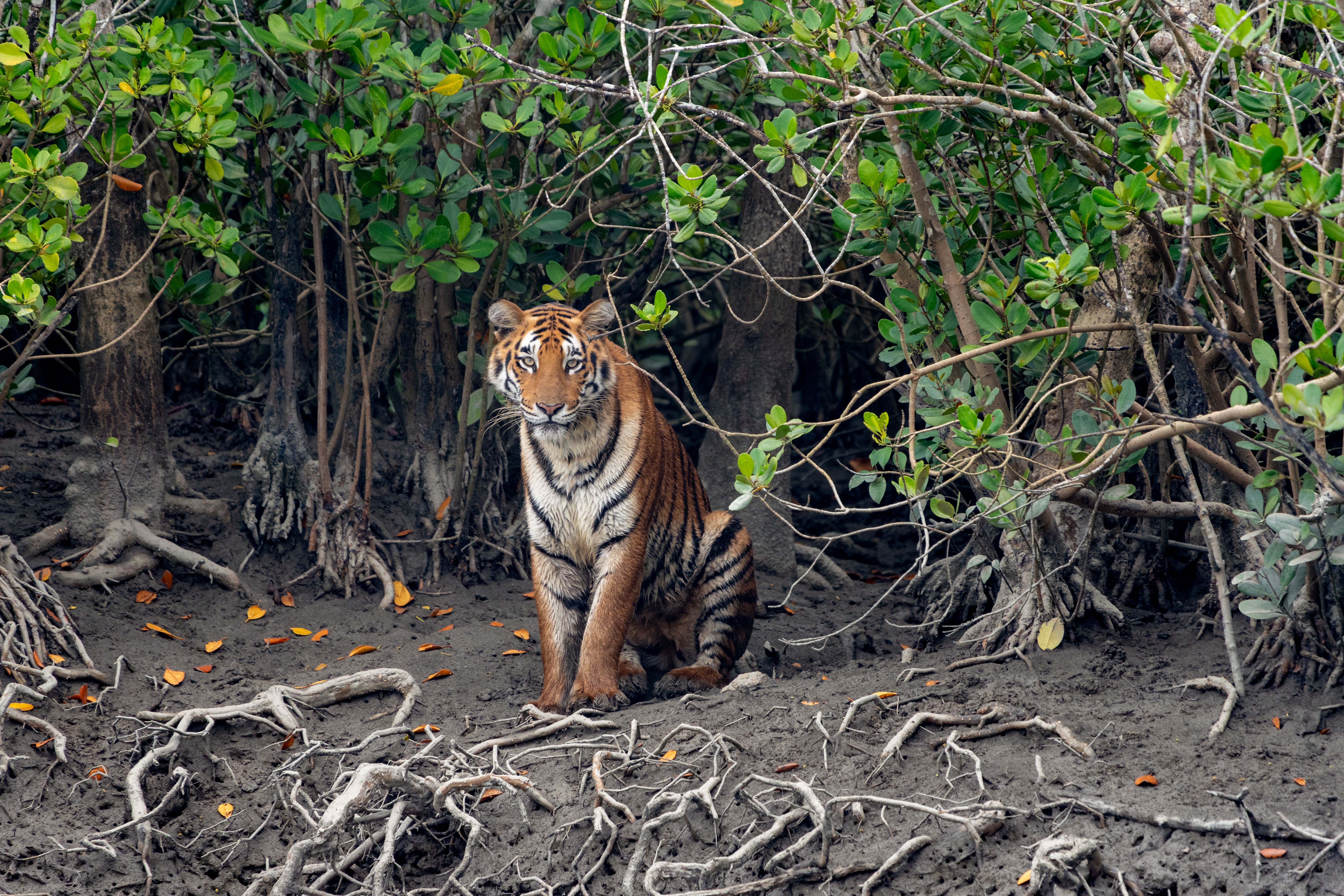 A majestic Bengal tiger prowls the mangroves of the Sundarbans