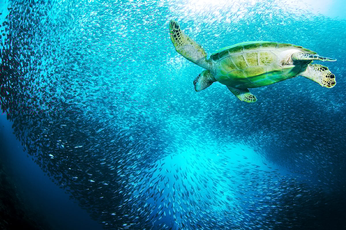 A turtle in the Sardine Run, The Philippines