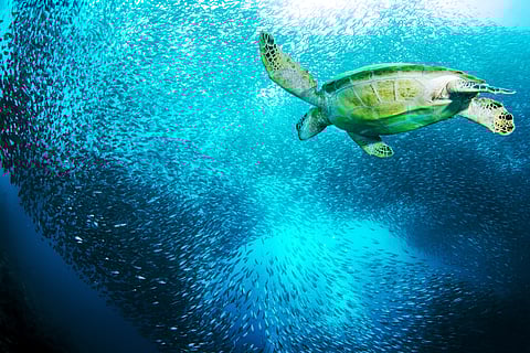 A turtle in the Sardine Run, The Philippines