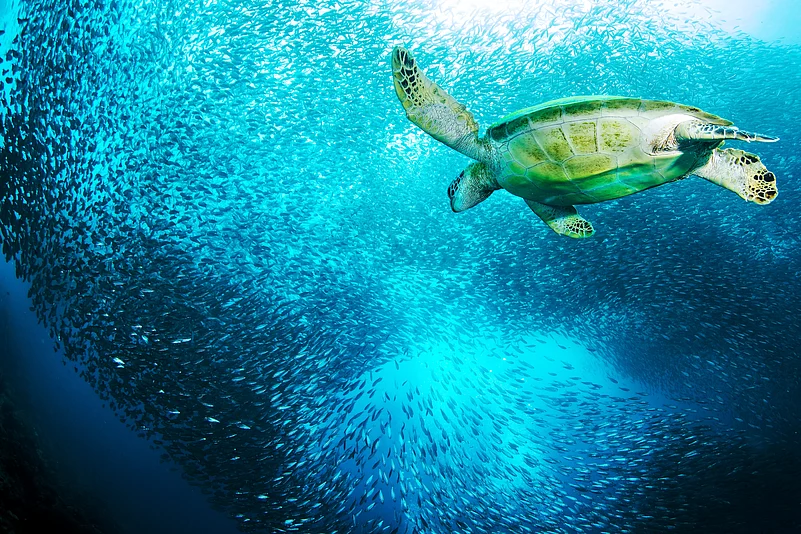 A turtle in the Sardine Run, The Philippines
