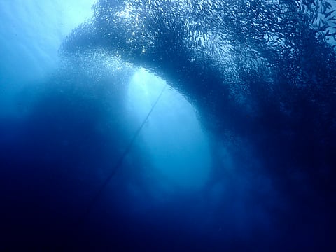 Sardine School in Moalboal, Philippines