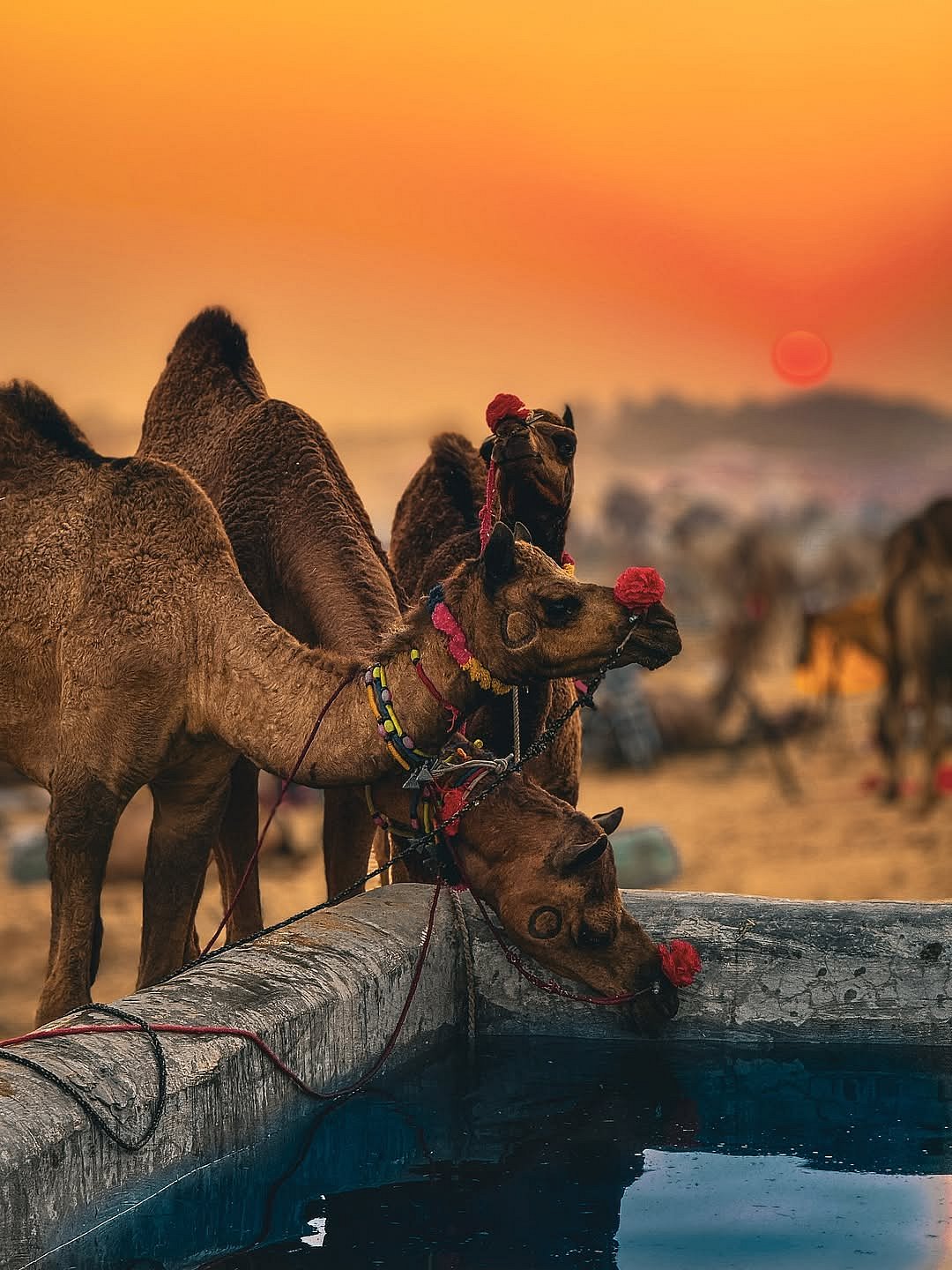 Camels drink water at the Pushkar Camel Fair - rajujangidofficial/instagram
