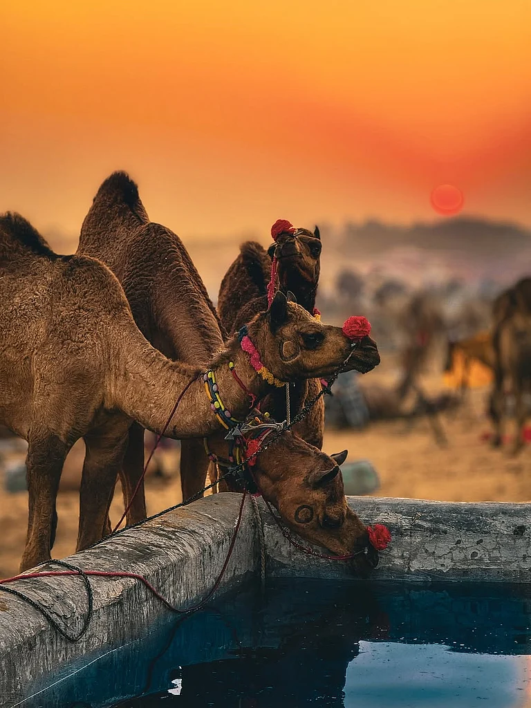 Camels drink water at the Pushkar Camel Fair - rajujangidofficial/instagram