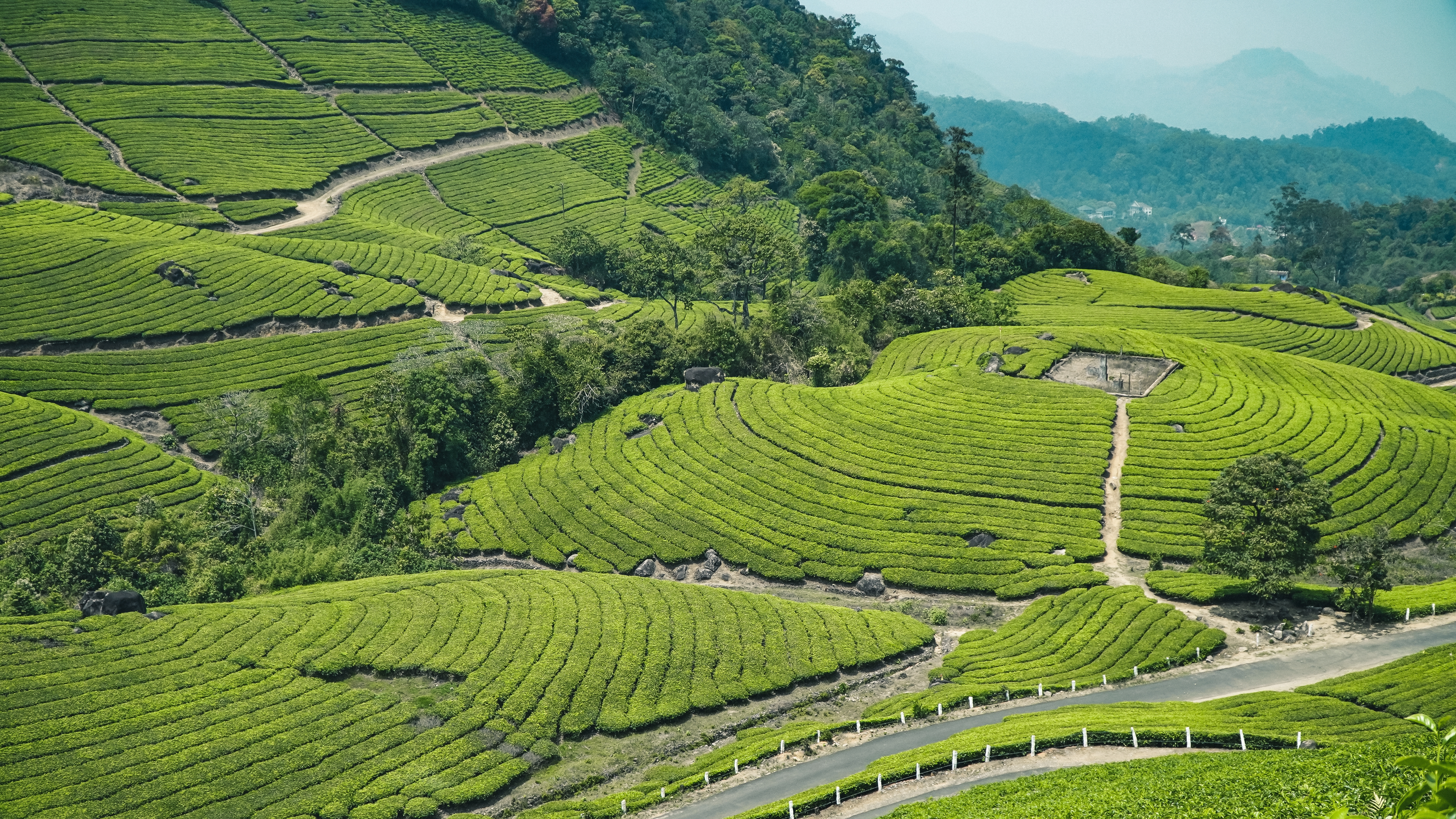 Tea plantations of Munnar