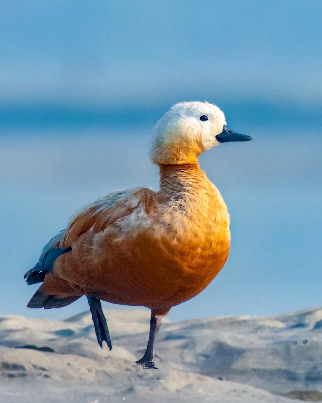 gracebirdlover/instagram : A shot of a Ruddy Shelduck
