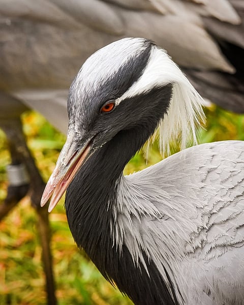 A shot of a Demoiselle Crane