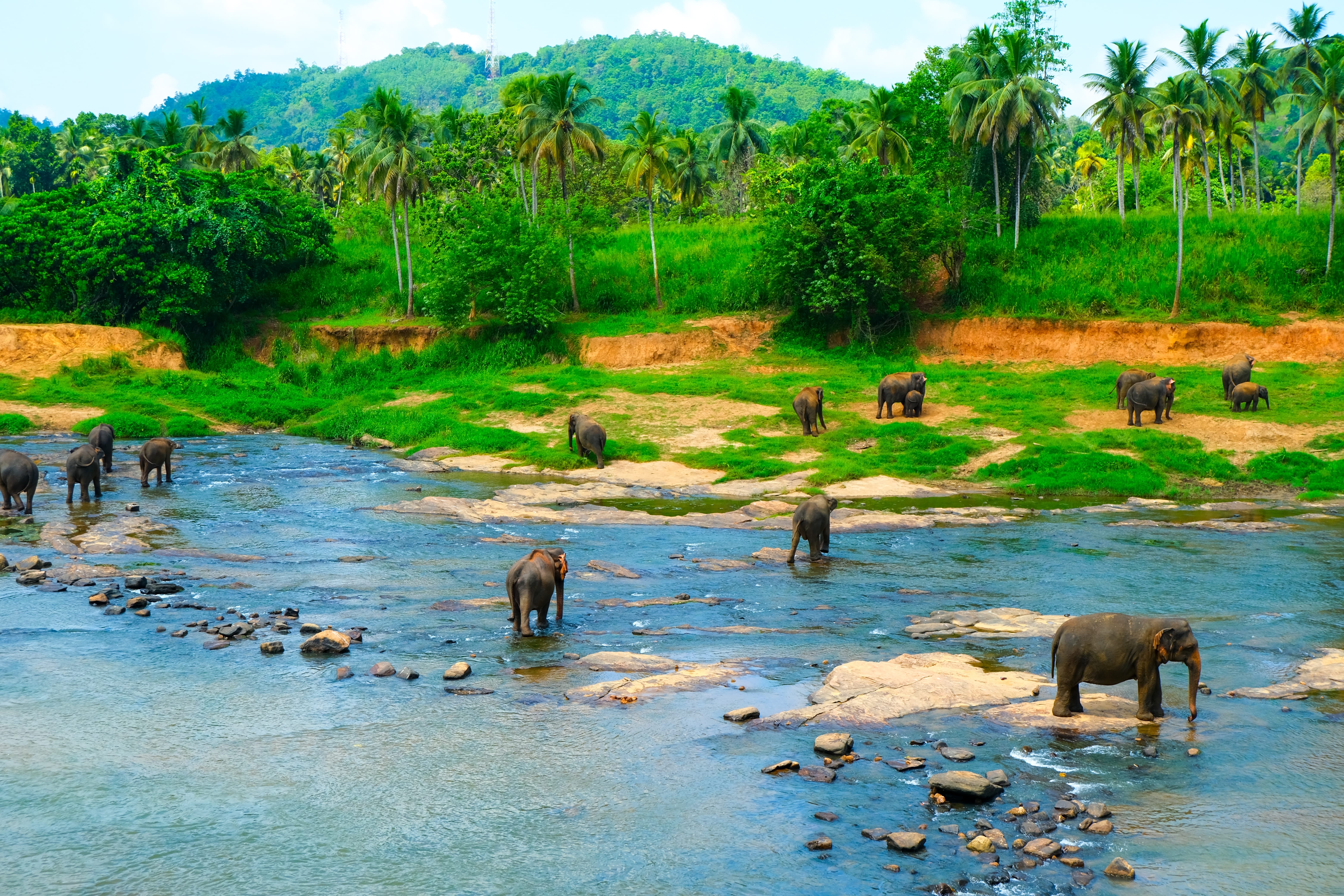 Elephants wade through a tropical river in Sri Lanka’s lush countryside