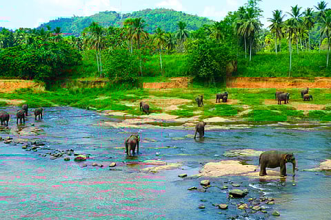 Elephants wade through a tropical river in Sri Lanka’s lush countryside