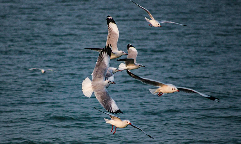 Flock of seagulls at Chilika Lake, Odisha, India - MILIND BURANPUR/Unsplash