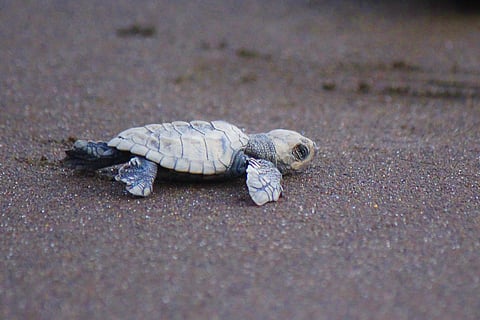 Olidve Ridley turtle in Velas