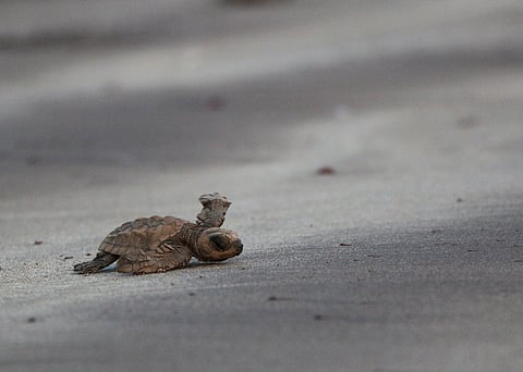 Tiny Olive Ridley sea turtle hatchlings instinctively race towards the Arabian Sea at Anjarle, Dapoli