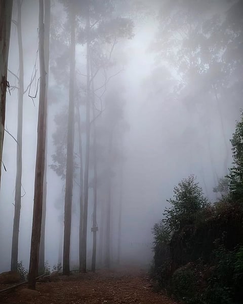 Fog in Kodaikanal