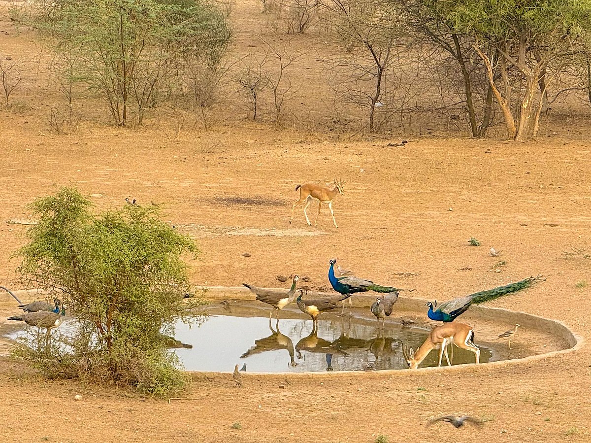 Wildlife gathered around a khaili in west Rajasthan