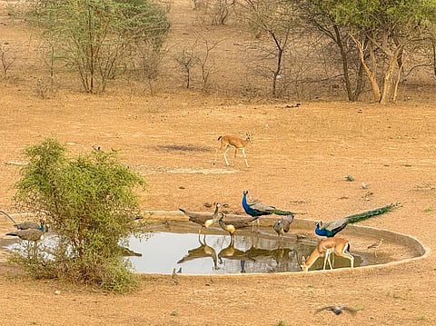 Wildlife gathered around a khaili in west Rajasthan