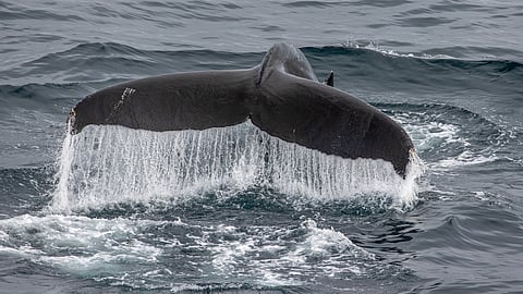 Whales appeared beside the ship, breaking the surface before vanishing