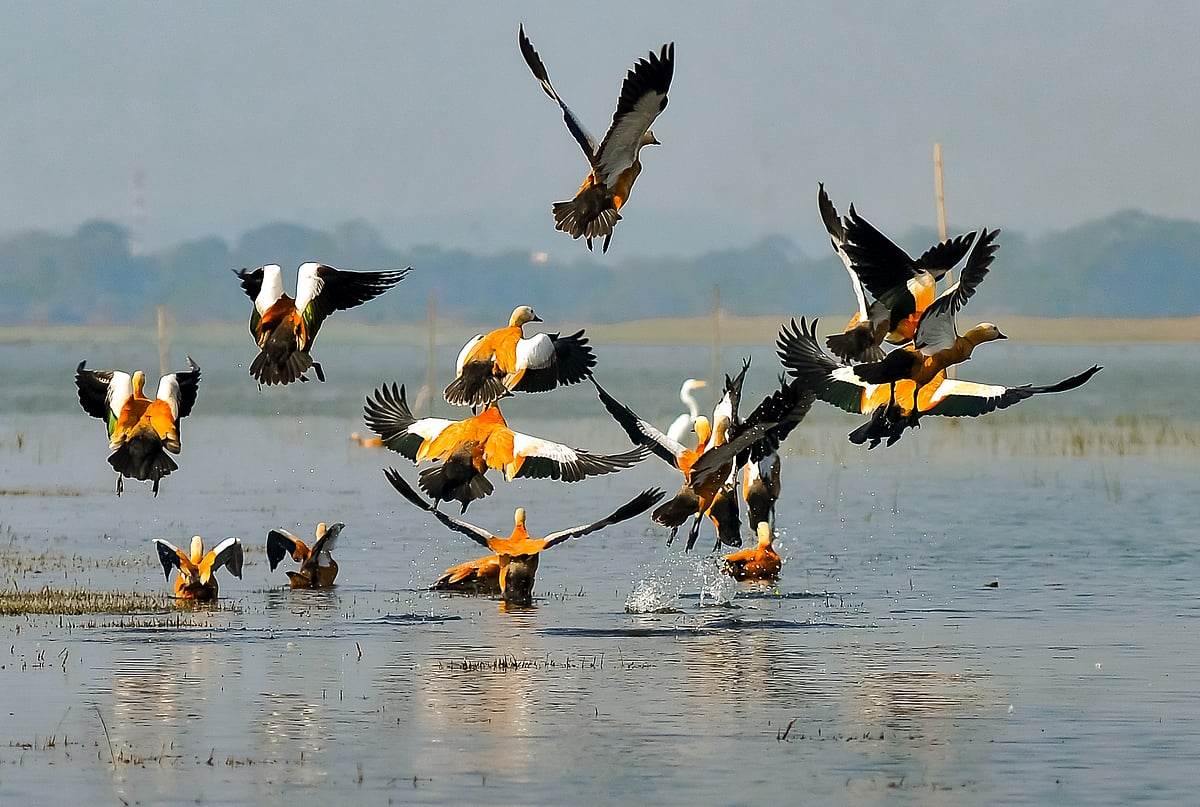 Brahmini duck in flight at Deepor Beel, Assam