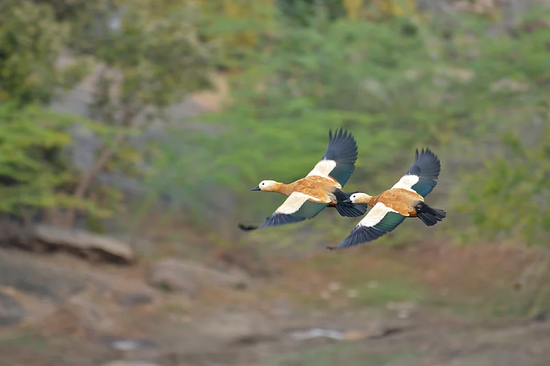 The ruddy shelduck is among the many migratory birds that transform Bera’s waters into a seasonal spectacle