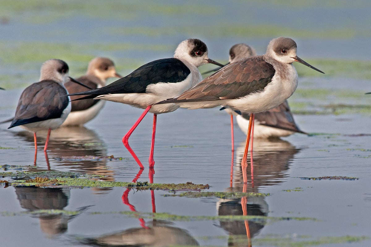 Shutterstock : Black-winged stilt at Deepor Beel Wildlife Sanctuary, Assam