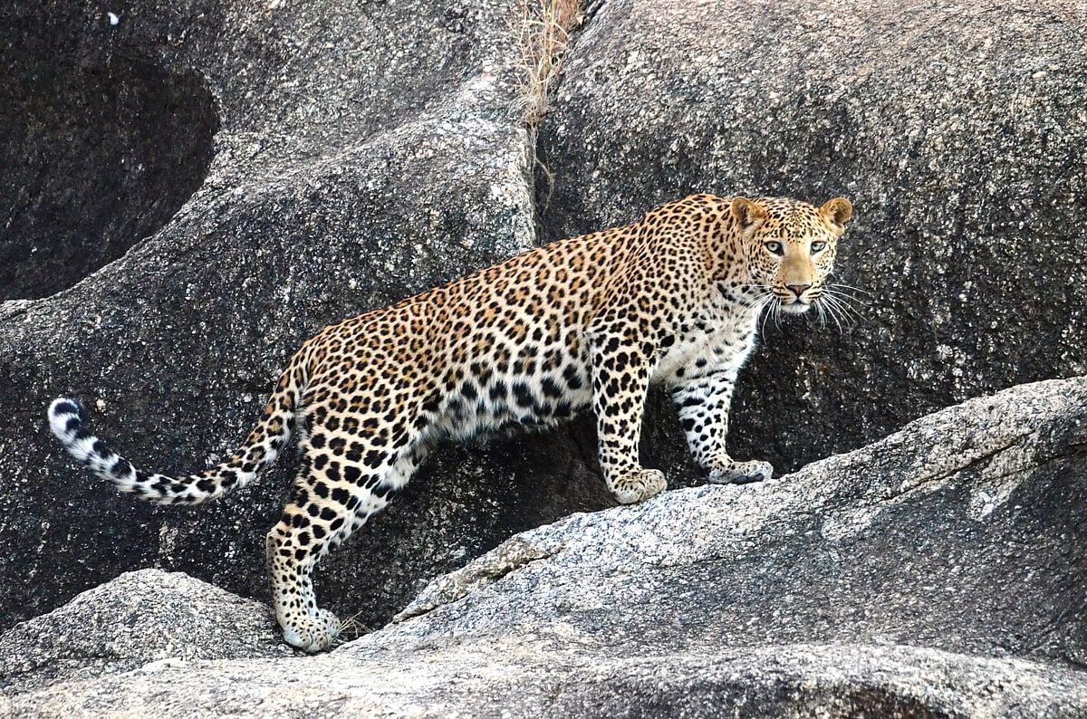 WelcomHeritage Cheetahgarh Resort & Spa : A leopard moves stealthily across the granite hills of Bera, Rajasthan