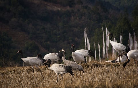 A common crane in a flock of black-necked Cranes in Bumdeling Wildlife Sanctuary in Trashi Yangtse, Bhutan