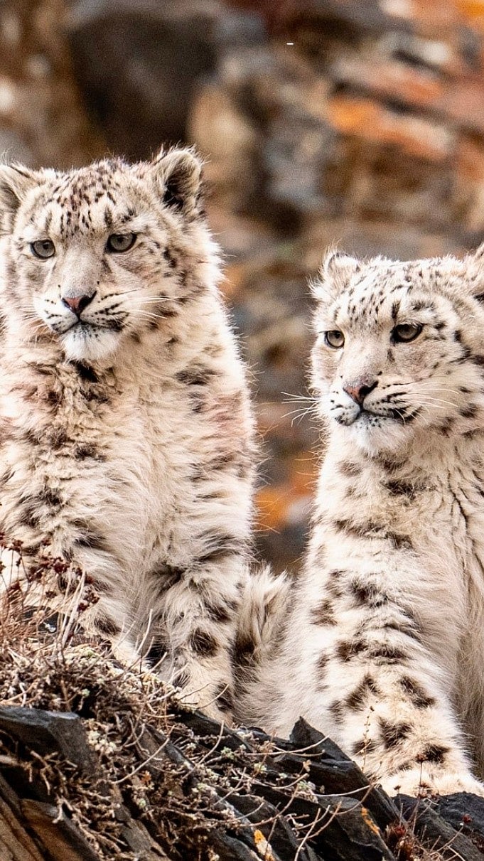 China's snow leopards