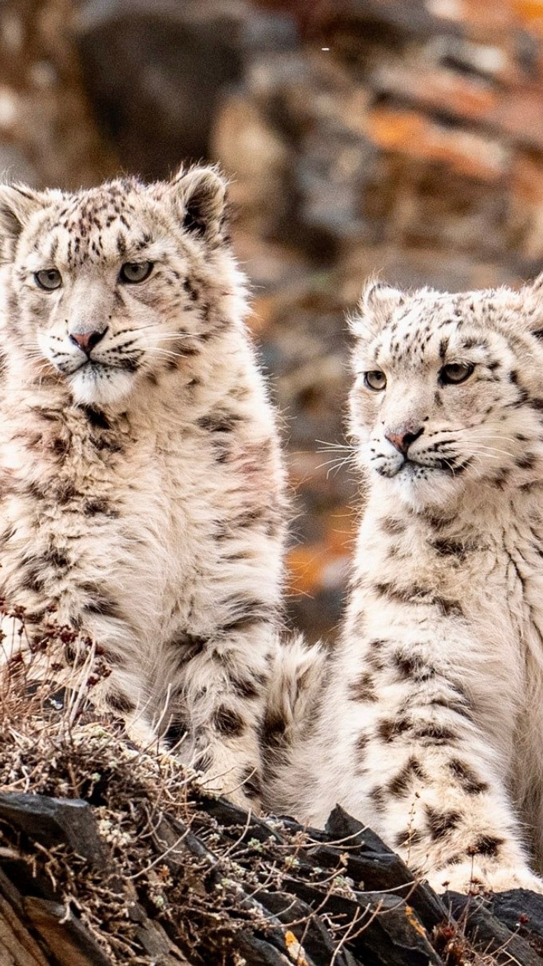 China's snow leopards