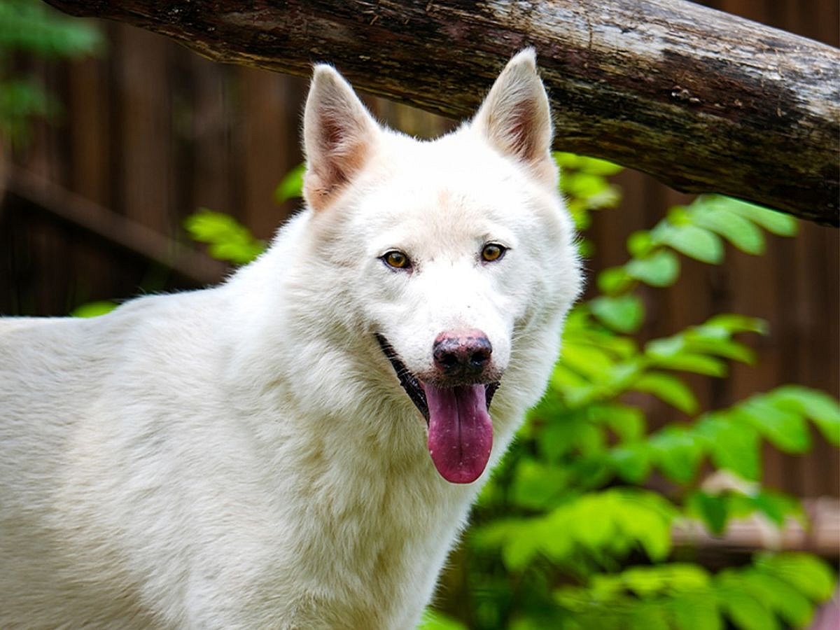 As India reviews wildlife import permits, conservationists stress the need for tighter traceability to prevent illegal capture from the wild.