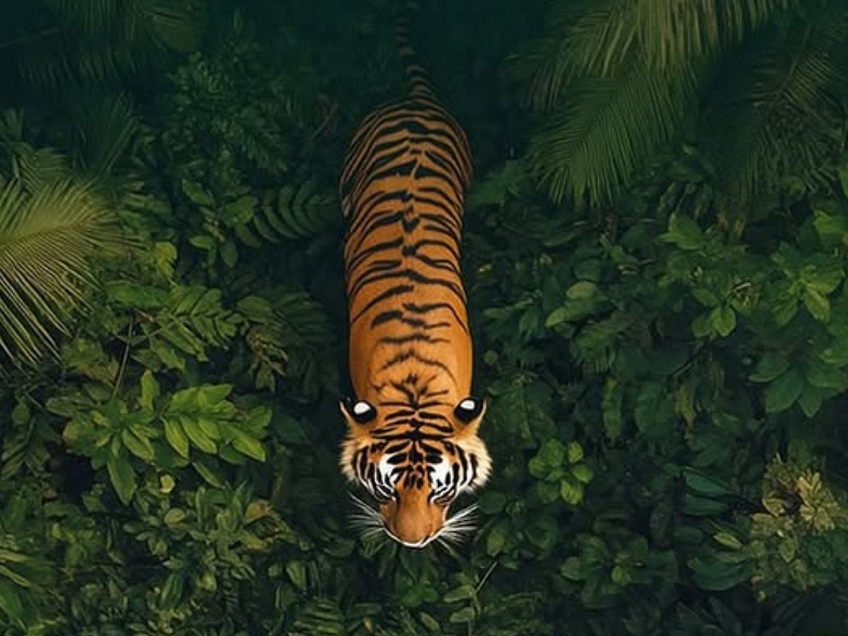 Vantara/Instagram : Endangered species transfers are now under global scrutiny as CITES calls for stronger sourcing checks and clearer documentation.