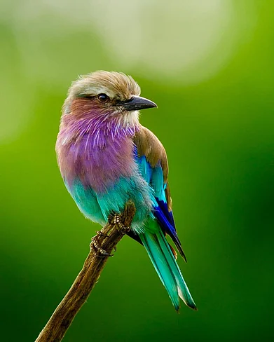discovery/instagram : A shot of a Lilac-breasted Roller