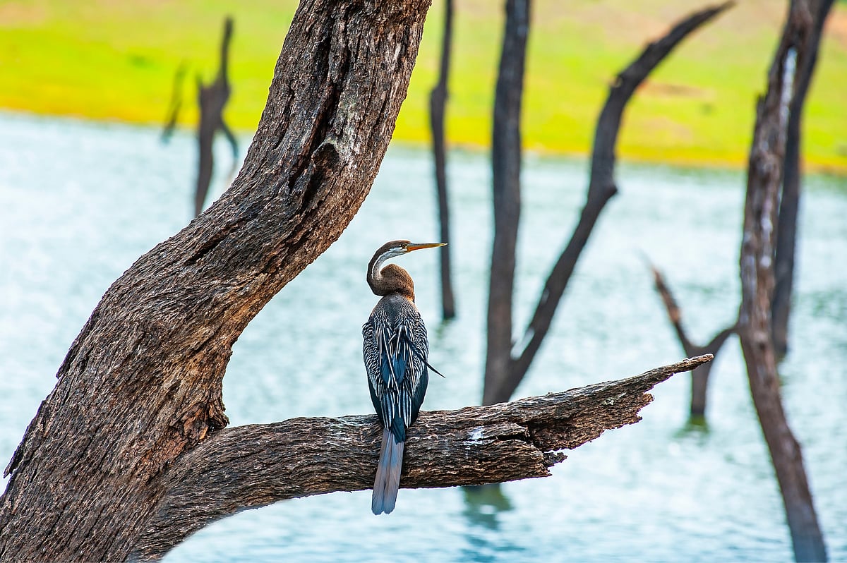 The Oriental Darter, Periyar Tiger Reserve, Kerala