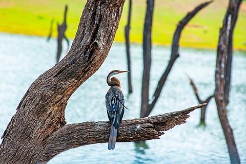 The Oriental Darter, Periyar Tiger Reserve, Kerala