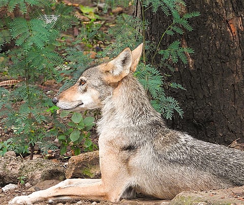 Inside the enclosures, visitors can see more than 1,100 animals across nearly 90 species, including tigers, lions, rhinos, and gharials.