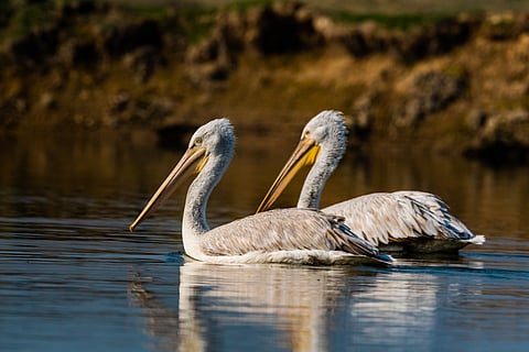Dalmatian pelican, Keoladeo National Park, Bharatpur, Rajasthan