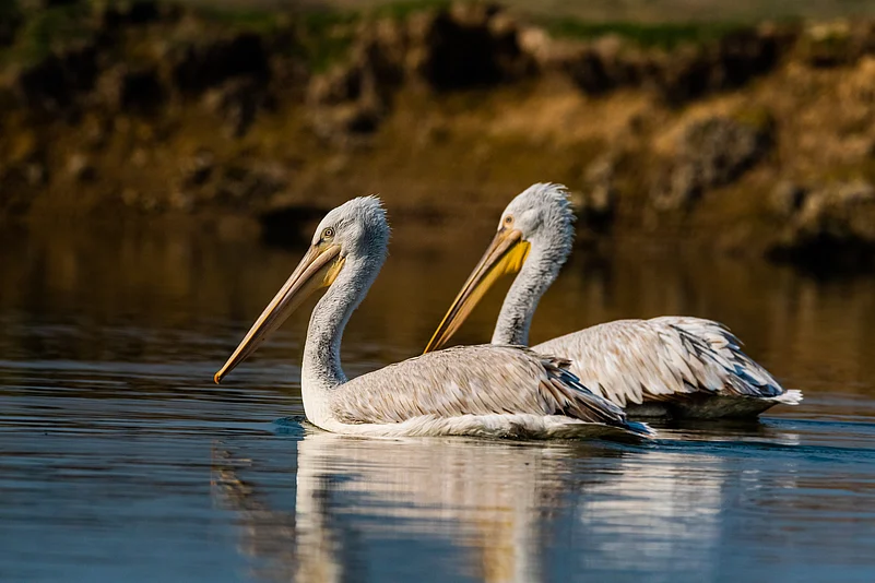 Dalmatian pelican, Keoladeo National Park, Bharatpur, Rajasthan