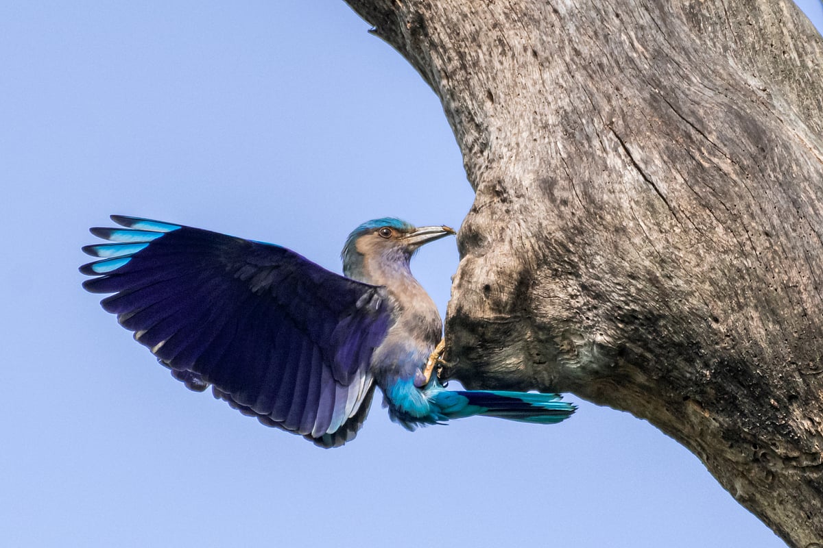 An Indian roller (Coracias benghalensis), locally known as Neelkanth, is perched on a tree looking for insects inside a tree hole in Kaziranga National Park, Assam, India