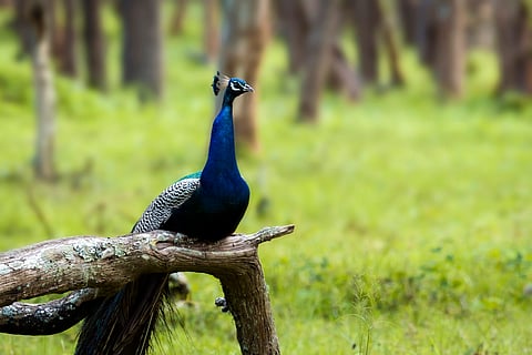 Close view of Indian peafowl, Mudumalai, Tamil Nadu