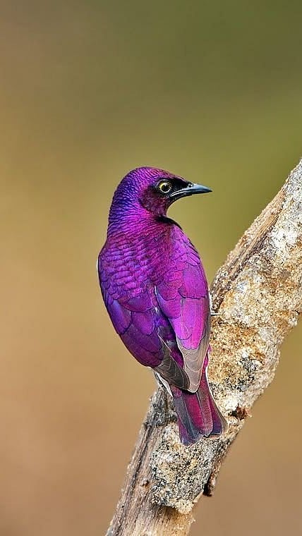 A shot of a Violet-backed Starling