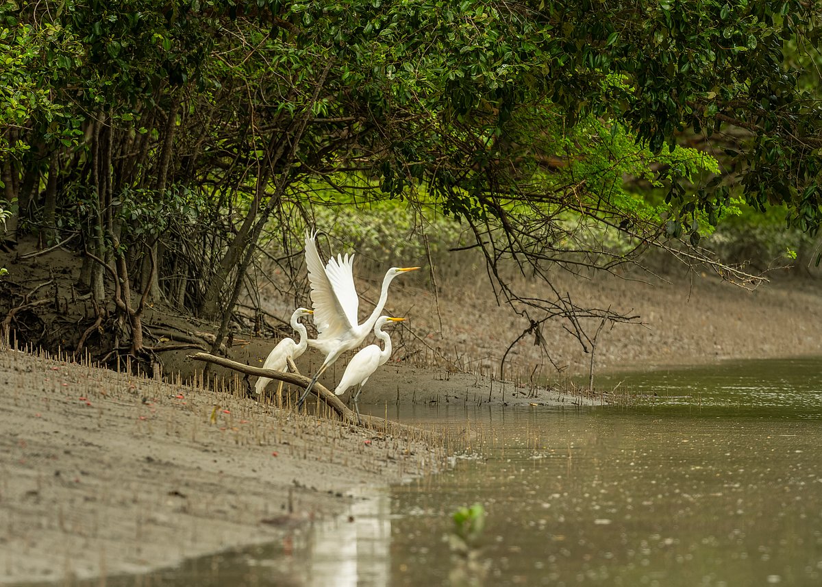Great Egret (Ardea alba) perches elegantly on a riverside in the heart of a lush mangrove forest, Sundarbans, West Bengal