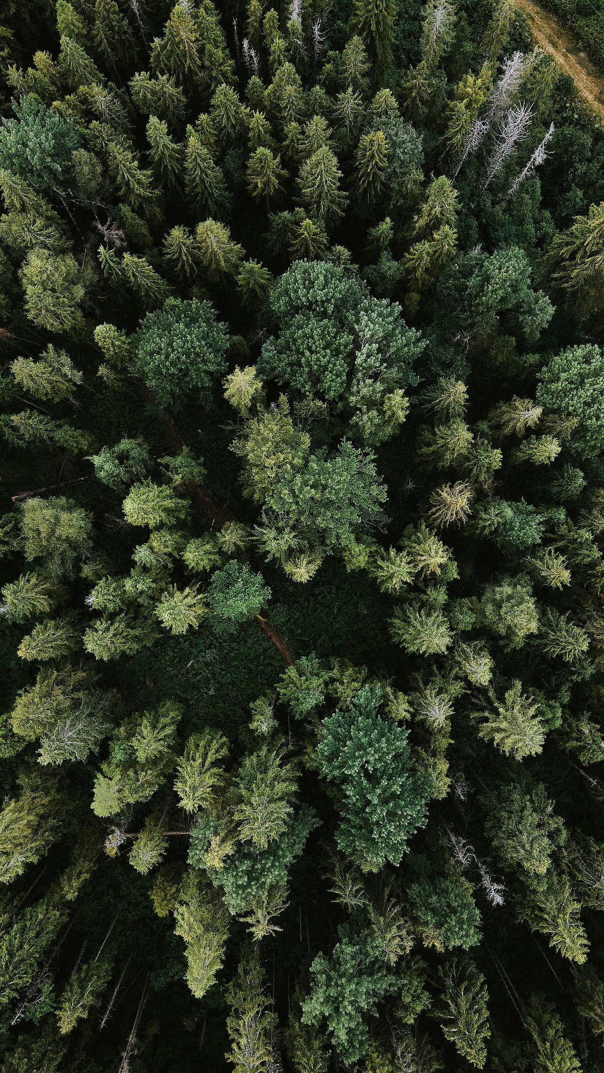 Unsplash : An aerial shot of a forest