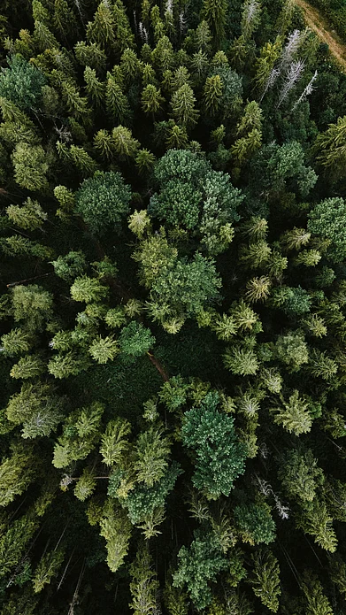 Unsplash : An aerial shot of a forest