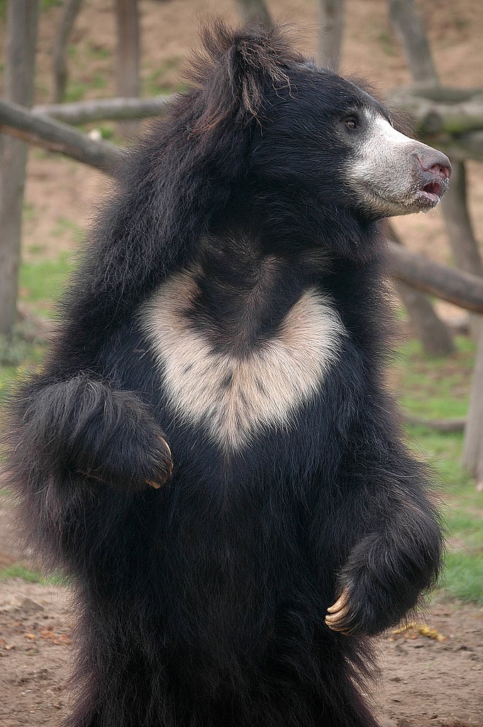 Wikimedia Commons : A shot of a sloth bear