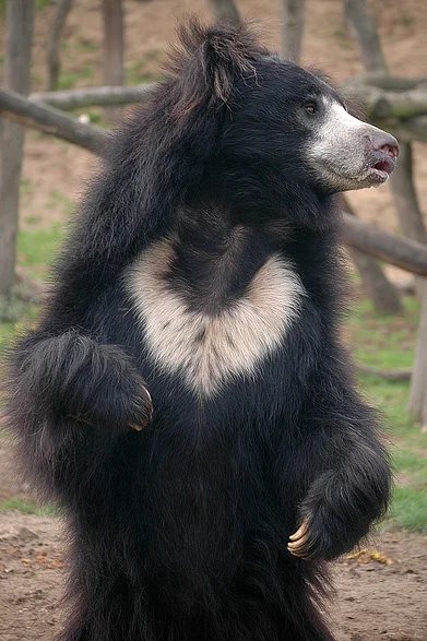 Wikimedia Commons : A shot of a sloth bear